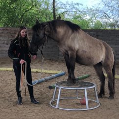 Flica 2. Freiarbeit mit Pony