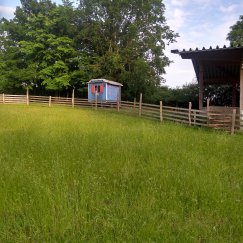 Blauer Bauwagen und Hofweide. 