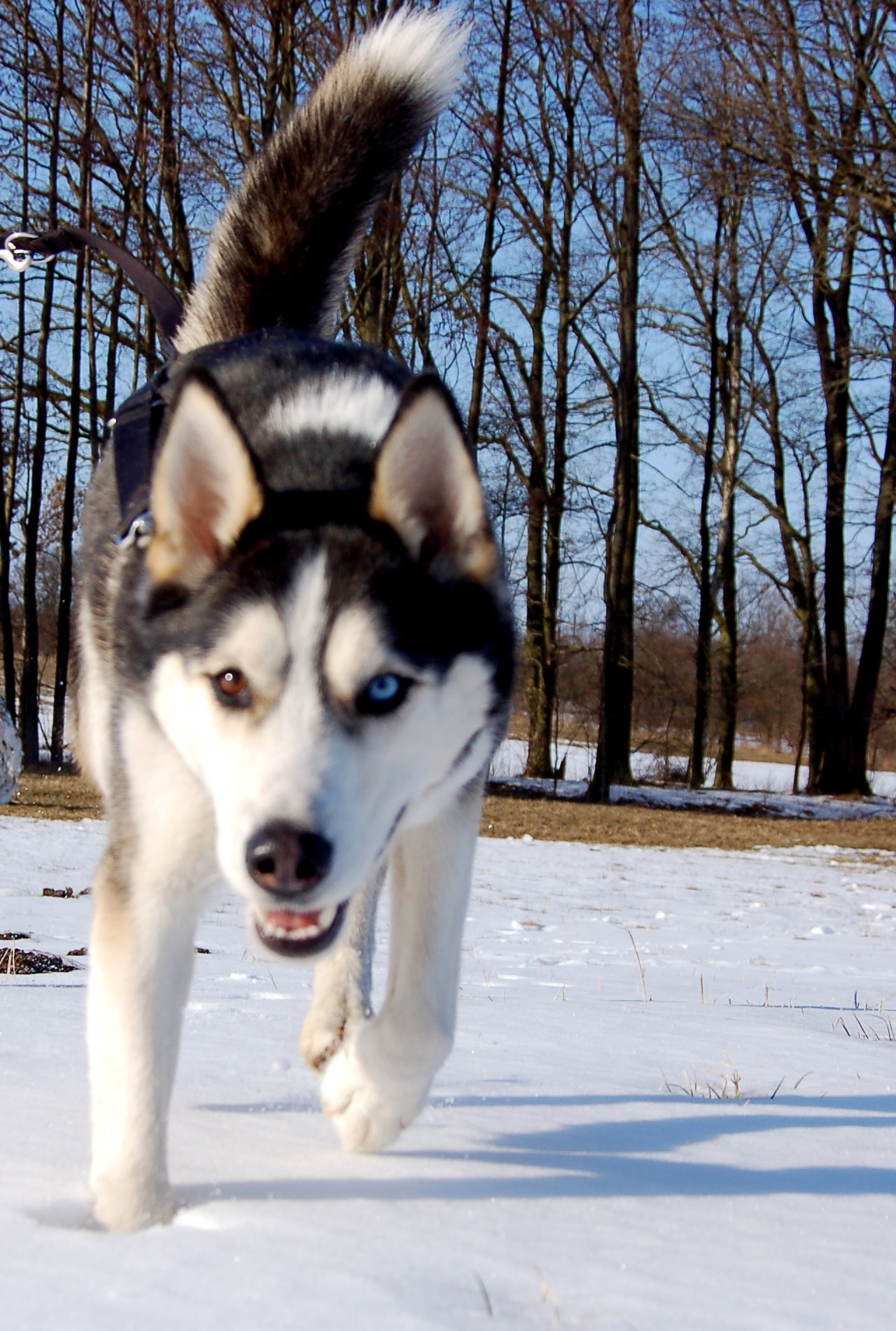 Eskil