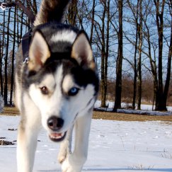 Eskil. 