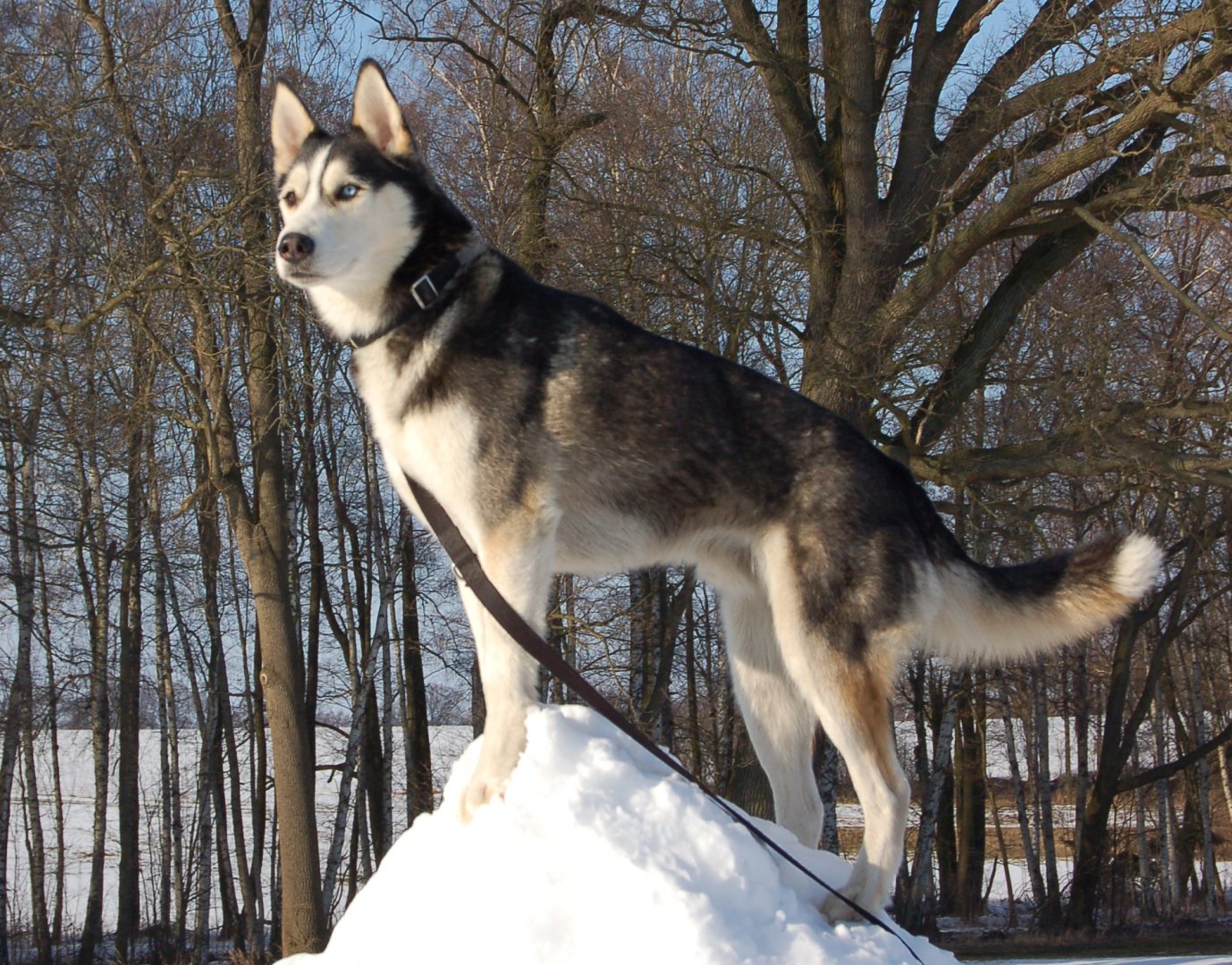 Eskil