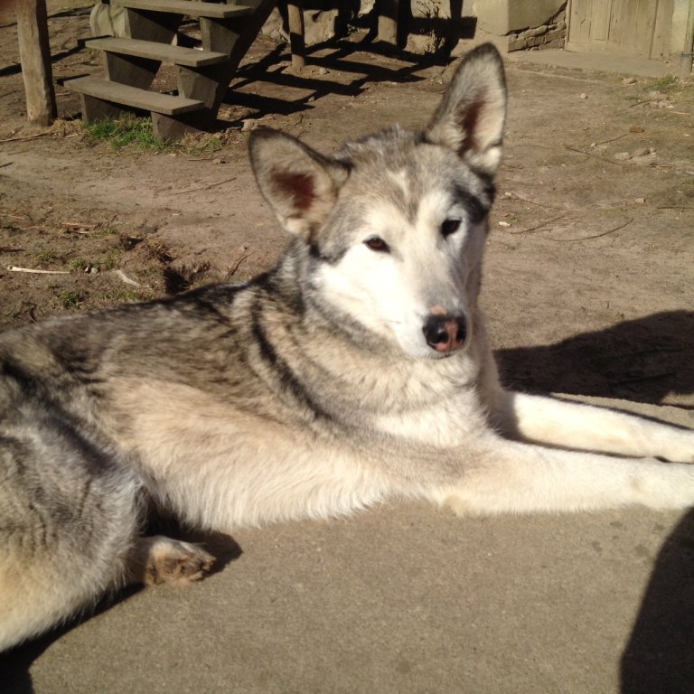 Husky. 