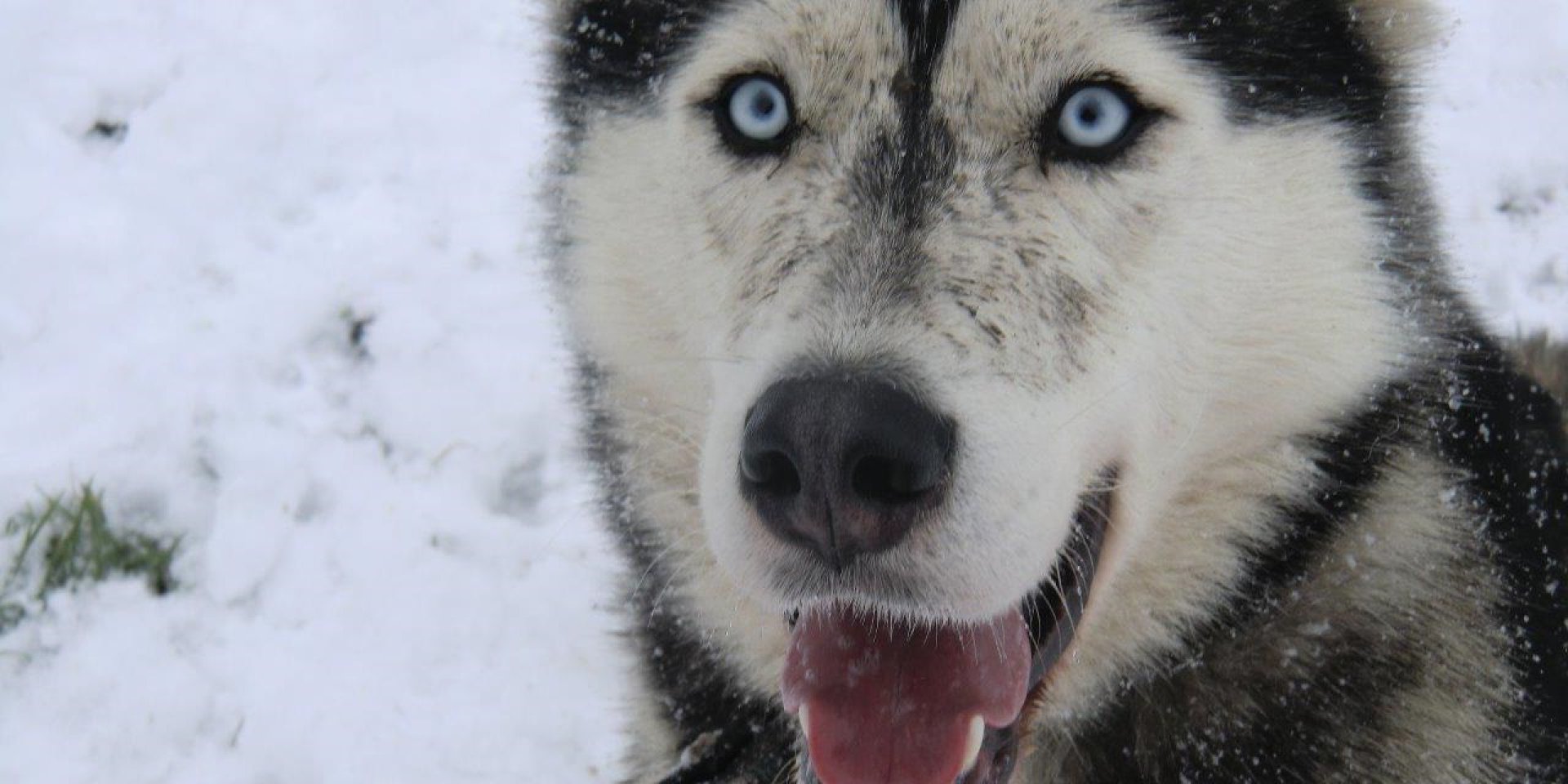 Husky Elvis