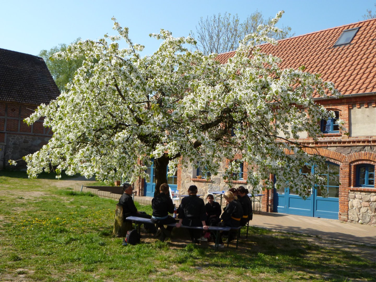 Unterm Kirschbaum