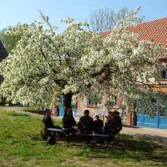 Unterm Kirschbaum. 