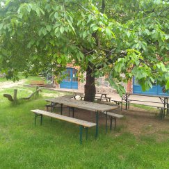 Unterm Kirschbaum. 