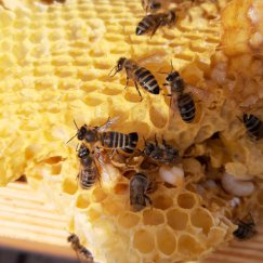 Bienenprojekt „Preddöhl summt“ - 3. 
