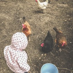 Bei den Hühnern (Aktuelles Bild in Großansicht)