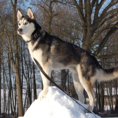 Eskil. 